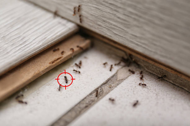 Best Flea Control Services  in Frontenac, KS